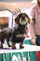 Crufts2011_2 1016